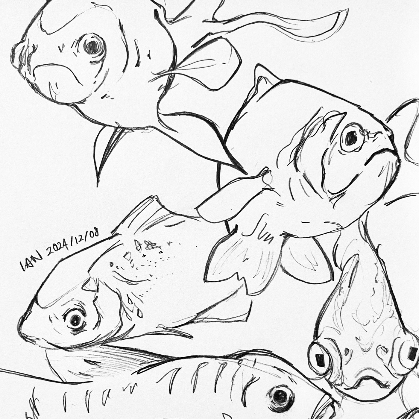 Hand-drawn fish studies