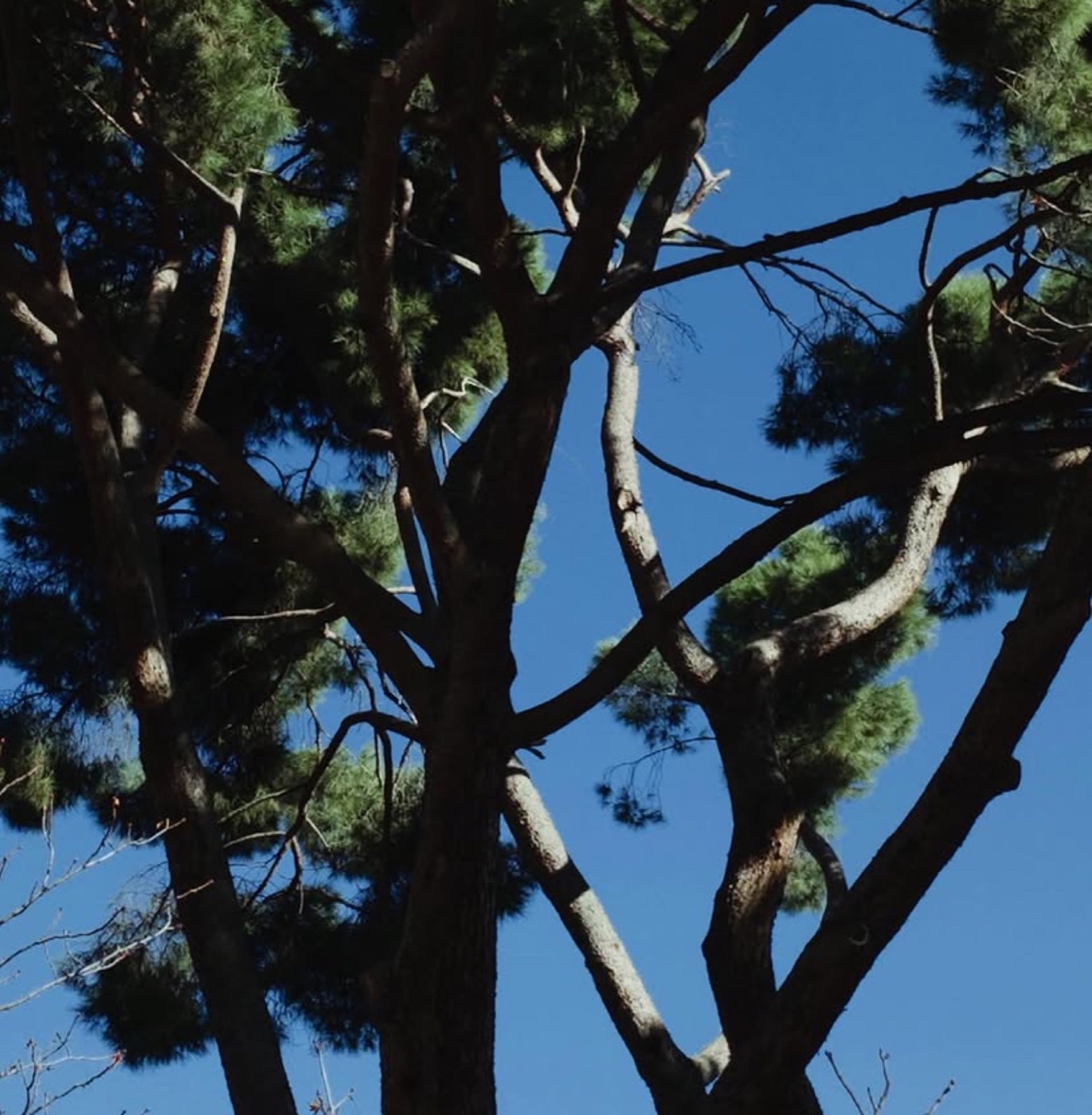 Pine tree against a blue sky